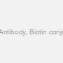 VP40 Antibody, Biotin conjugated